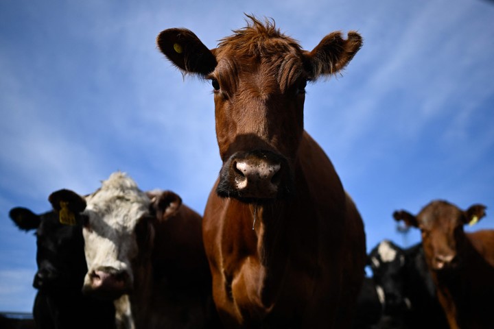 Los activistas se movilizaron en contra de la explotación y el sufrimiento animal. Foto Luis Robayo / AFP.