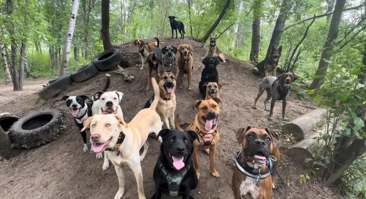 La mujer traslada a perros a un parque local donde juegan un rato.