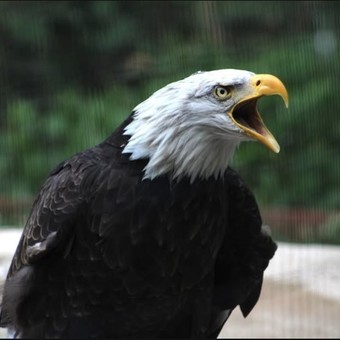 Murió Murphy, el águila que quiso incubar una roca y adoptó a un aguilucho huérfano