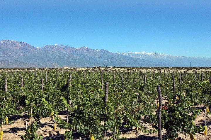 En Mendoza se aplica la agricultura regenerativa para la producción vitivinícola. Foto: EFE