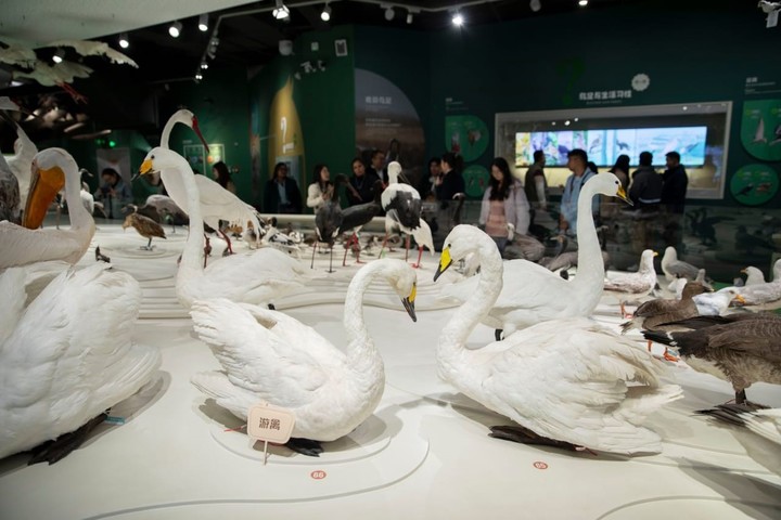 El museo de humedales del Mar Amarillo: un santuario para la biodiversidad y la educación ambiental