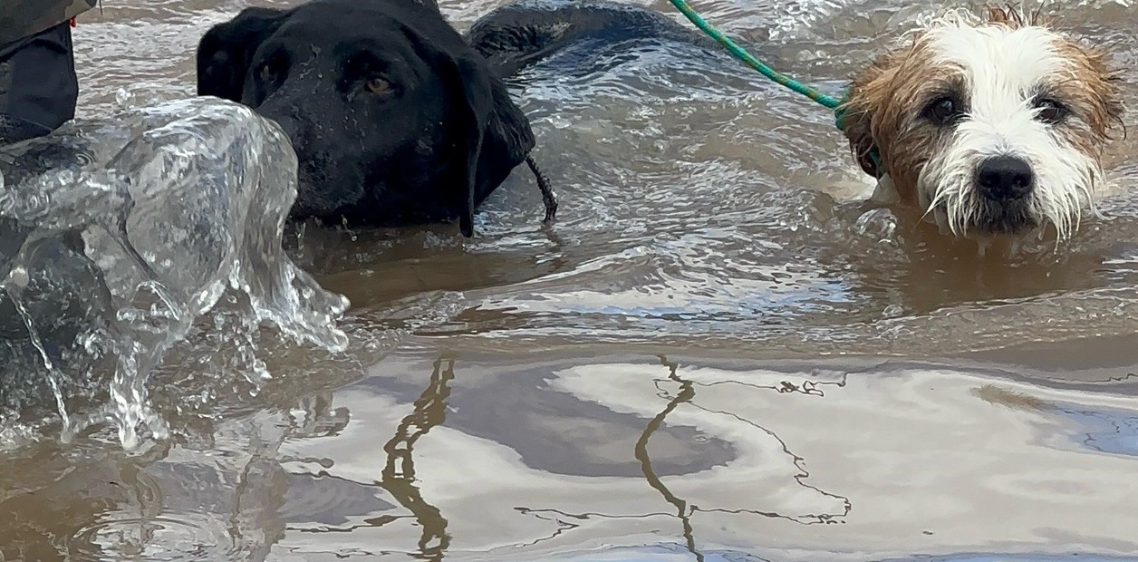 Dos perros en medio de las inundaciones de Bahía Blanca.  Foto: Captura de pantalla /Instagram: fudanción.planetavivo.ar