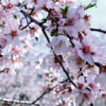 De TikTok a los almendros en flor