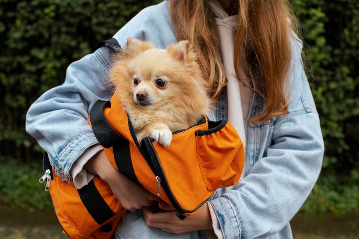 La personalidad de un perro mayormente se define por su raza.