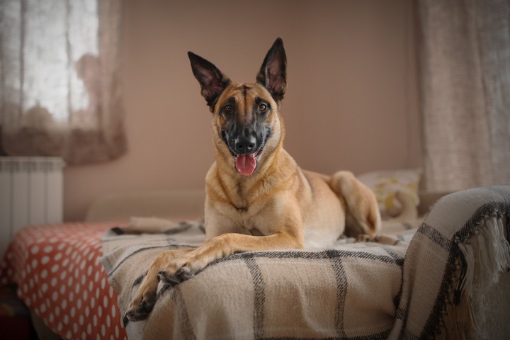 Los Malinois son excelentes perros de trabajo y también grandes compañeros en el hogar. Foto: Shutterstock.