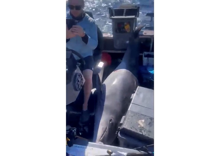 Los ocupantes del bote riegan con una manguera al delfín (AP).