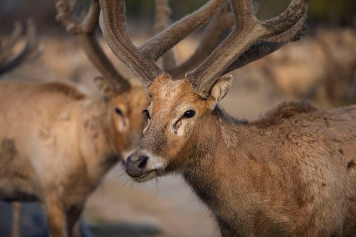 La Reserva Natural de Dafeng alberga el 70% de la población mundial de ciervos milú.