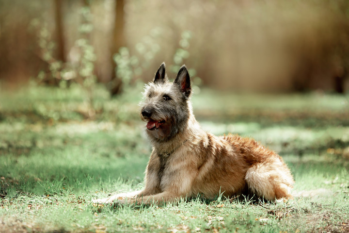 Según indicó un organismo de pedigrí, solo quedan 1000 cachorros de esta raza. Foto: Shutterstock.