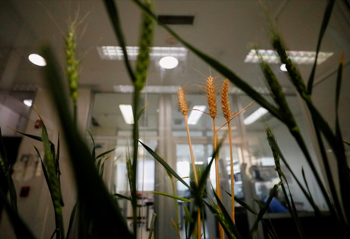 Las plantas de trigo resistente a la sequía