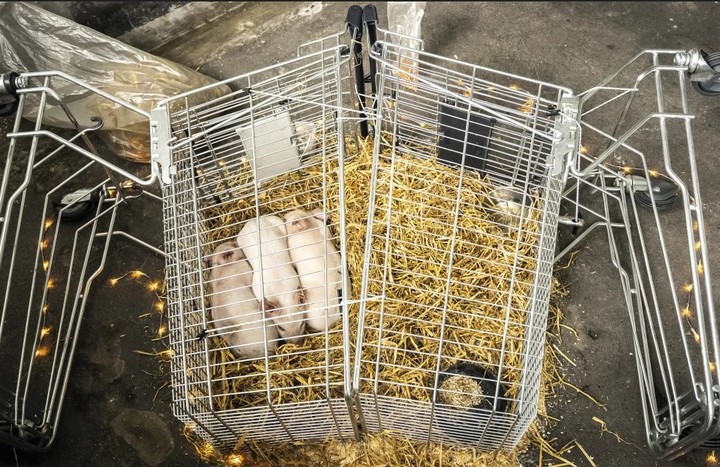 Los lechones (llamados Lucía, Simón y Benjamín) fueron sustraídos por activistas de derechos de los animales (AP).