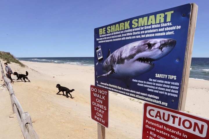 Australia tiene las playas que son el hogar de algunas de las criaturas más peligrosas del planeta, además de olas increíblemente fuertes. (foto ilustración. Foto: Charles Krupa/Associated Press.