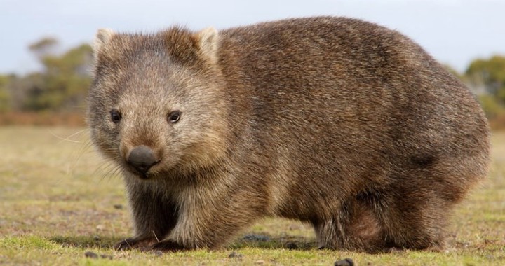 El wombat es un marsupial mamífero defeca en forma de cubo animal animales. Foto ilustración.