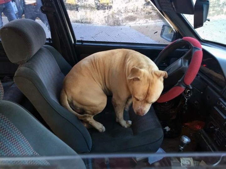 El perro dealer mataderos  cayo un dealer con un narco perro que le custodiaba la cocaina. Foto: archivo Clarín.
