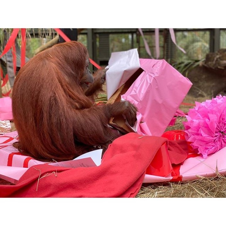 El cumpleaños de la orangutana Sandra, el 14 de febrero. Foto: The Center for Great Apes