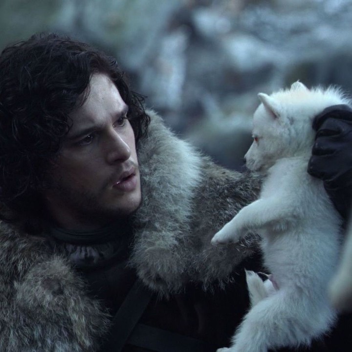 Ghost, el "lobo" de Jon Snow en "Game of Thrones".