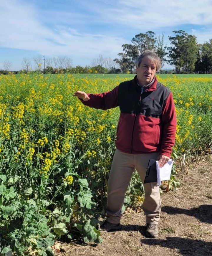 Ing. Agr. Leandro Coll, en Inta Paraná se especializa en el cultivo de colza. En la actualidad, la colza tiene "un mercado sostenido y un interés creciente por parte de empresas multinacionales para abastecerse de este commodity”.