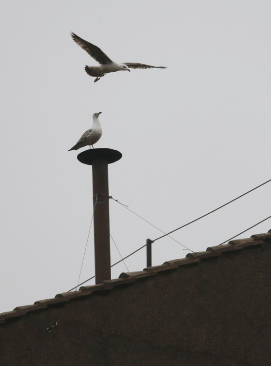 Una gaviota se posó sobre la chimenea de la Capilla Sixtina el segundo día del cónclave el 13 de marzo de 2013. (Foto: AP)