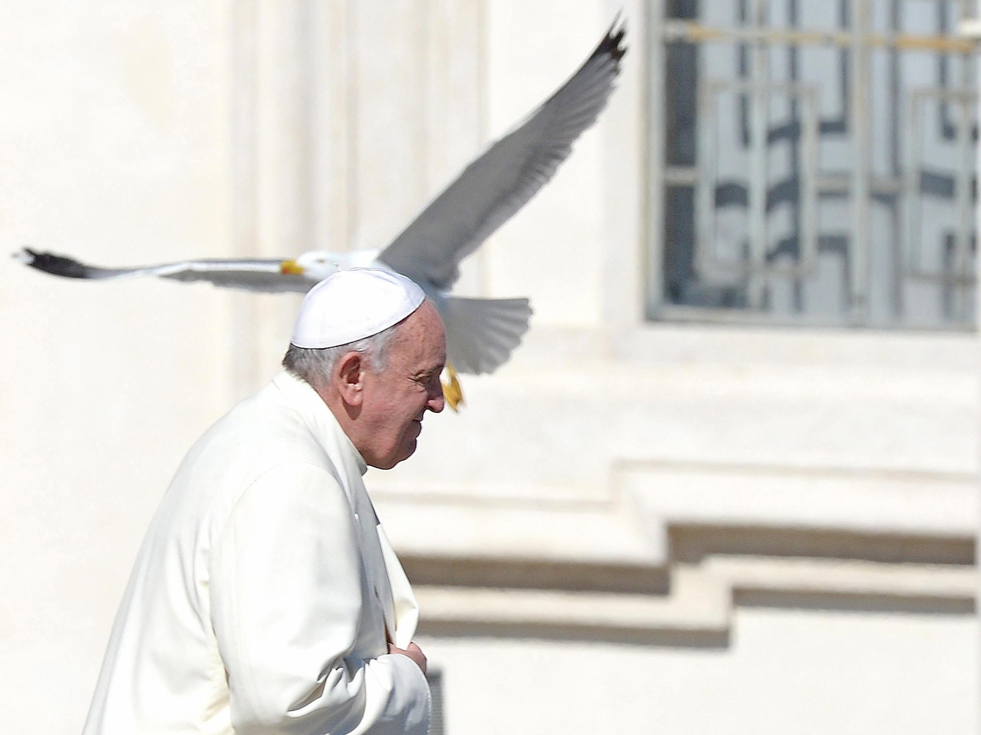 Una gaviota pasa por delante del papa Francisco durante una audiencia general en la Plaza de San Pedro en 2014. (Foto: EFE) 