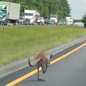 Sheila, la cangura que escapó de casa y se puso a correr en una autopista