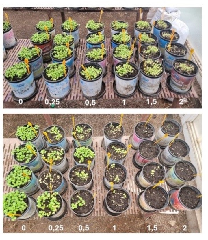 Macetas con las plantas de los ensayos Arriba, biotipo Tandil, resistente. Abajo biotipo  Olavarría, sensible.