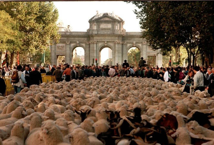 Dos mil ovejas cruzan por el centro de Madrid  bajo la puerta de Alcalá, conducidas por cuatro pastores y ocho perros mastines, en la quinta edición de la fiesta de la trashumancia, Foto: EFE