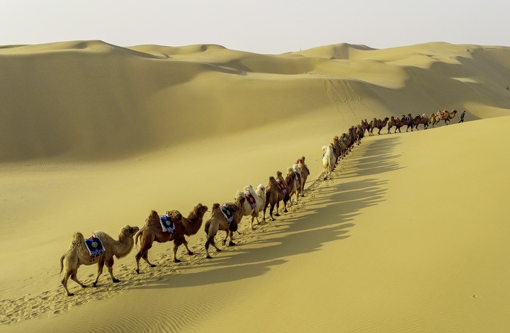 Vista aérea de una manada de camellos en el Desierto de Kubuqi, en la Región Autónoma de Mongolia Interior, en el norte de China. 