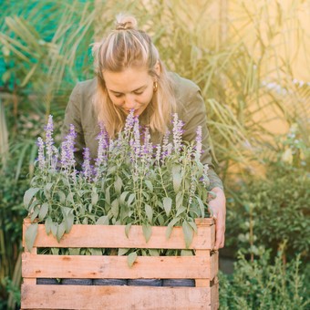 La poda secreta que usan los expertos para que la lavanda explote en flores