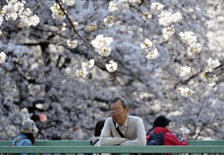 Un hombre observa cerezos en flor en Tokio (Japón).  EFE/Franck Robichon 