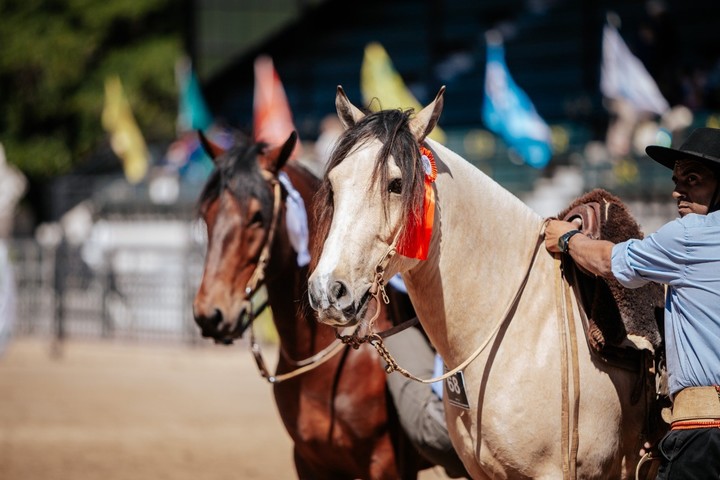 Los caballos criollos serán la gran novedad de las Nacionales.