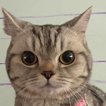 Arrestaron a una gata por morder y arañar a varios agentes
