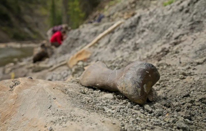 Un hueso del dedo del pie encontrado en Deadfall Hills, hogar del Edmontosaurus (Kevin Church/BBC News).