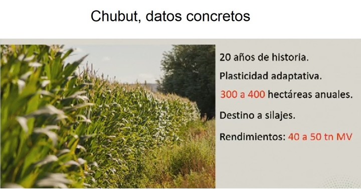 Chubut, similares caracteristicas al  común patagónico.