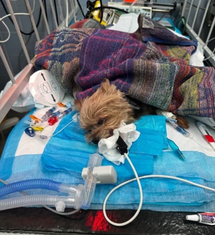 El perro Yorkshire Terrier fue mantenido en una clínica  hasta que sufrió un paro cardíaco.