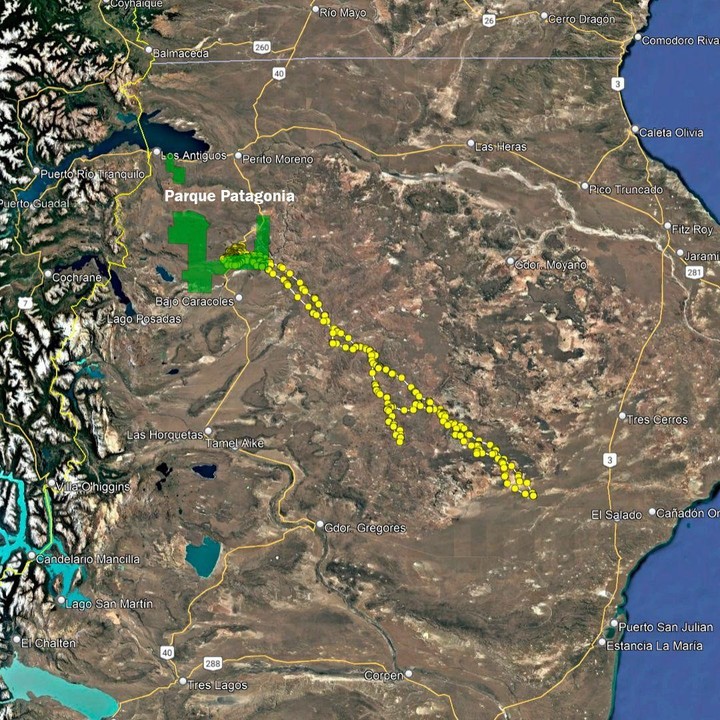 El recorrido que hizo la puma Koi, registrado por el GPS.