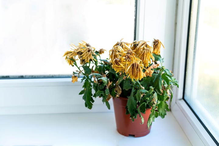 Ubicar las plantas en lugares con buena luz indirecta mejora su salud y desarrollo. Foto: Freepik.