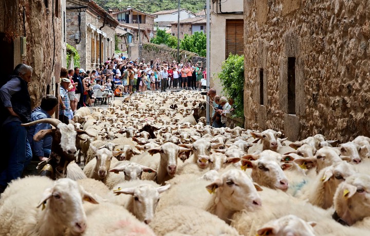 La localidad riojana de Brieva de Cameros cumple la tradición de reivindicar la ganadería tradicional y la trashumancia. Foto: EFE
