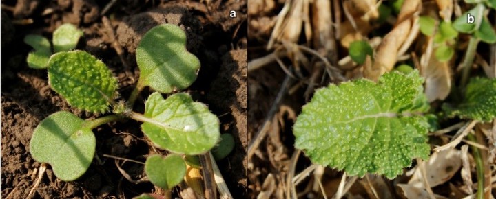 Brassica rapa L. “nabo”, “nabo silvestre”, “nabo salvaje”. Izquierda, plántula, derecha, detalle de hoja con pelos mamelonados.