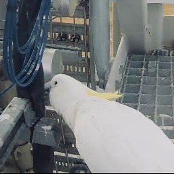 Una cacatúa saboteó el lanzamiento del primer cohete de Australia