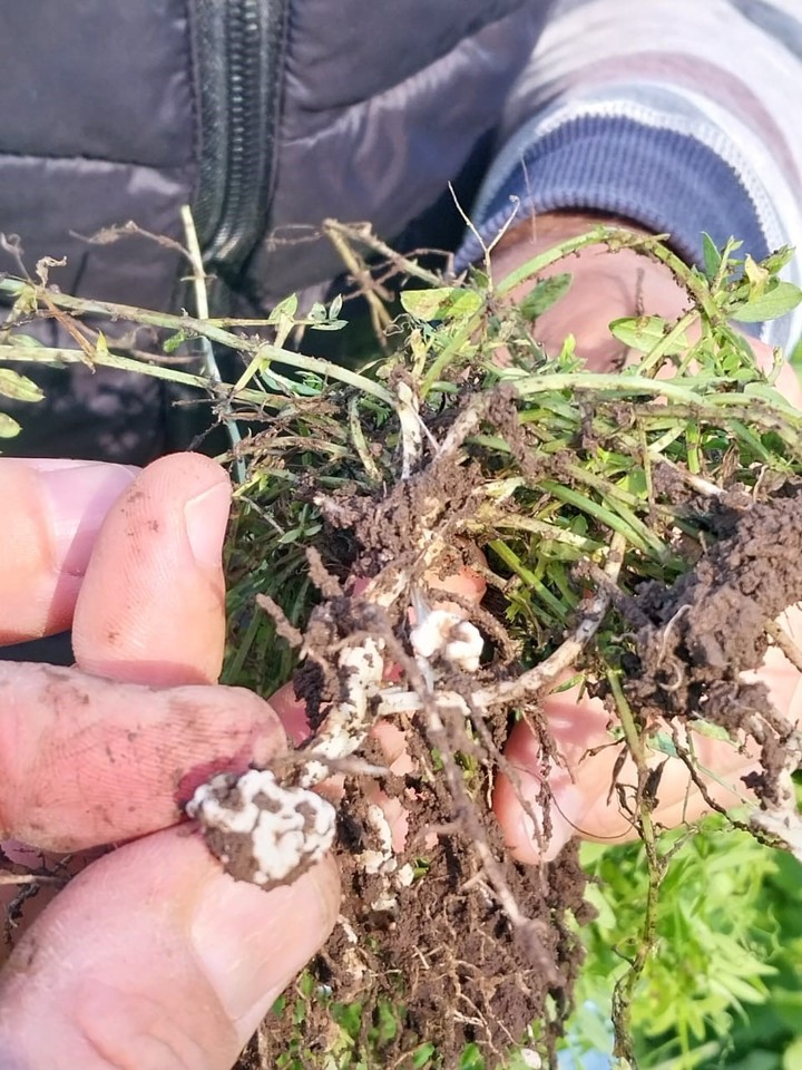 La vicia se inocula y aporta fijación de nitrógeno en el suelo.