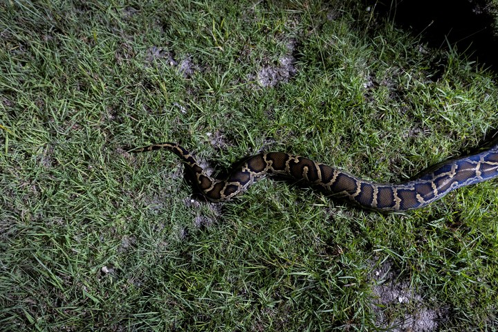 También las pitones abundan en el lugar (Reuters). 