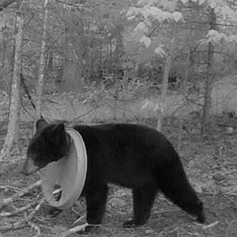 Después de 2 años consiguieron quitarle a un oso una tapa que tenía alrededor de su cabeza 