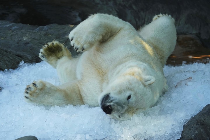 El zoológico de Praga tomó medidas extraordinarias para proporcionar algo de alivio a sus animales. Foto: AP