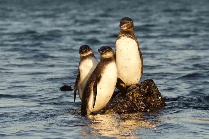 Pingüinos de Galápagos (Twitter).