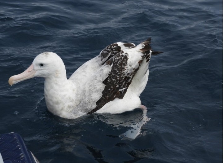 Un Albatros errante (Twitter).