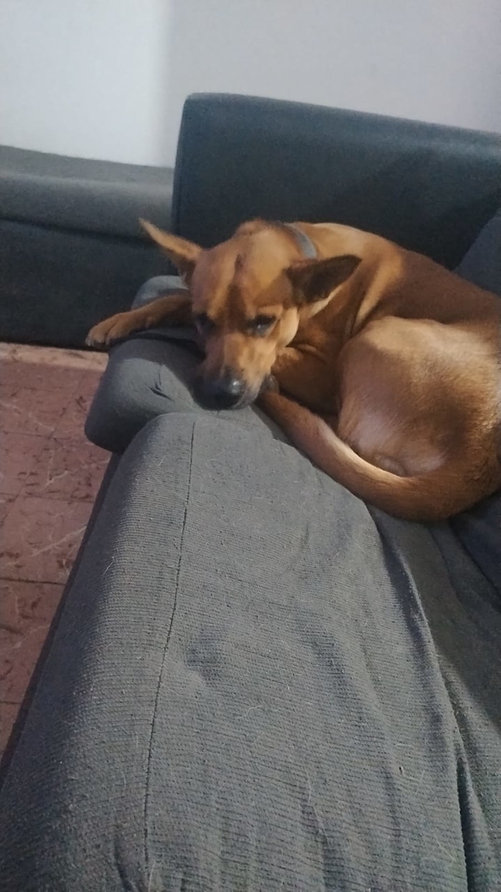 Sultán en su nuevo hogar tras ser acogido por una familia. Foto Ramiro Gómez.