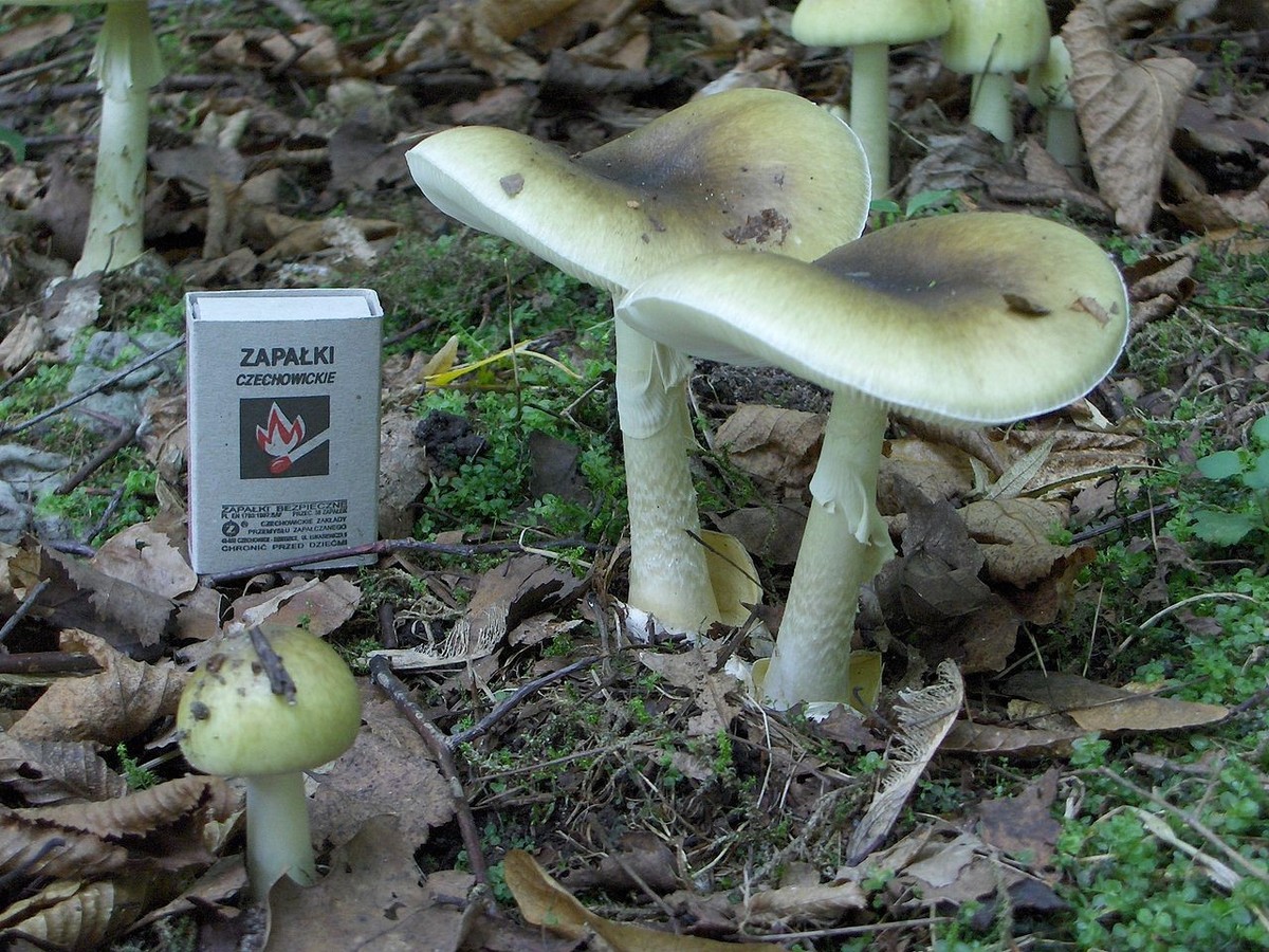 Ejemplares adultos y pequeños del hongo Amanita phalloides. (Foto: Archivo)