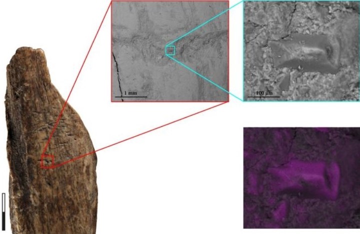 Se encontró un pequeño trozo de piedra incrustado en uno de los huesos (Abrams et al., Sci. Rep., 2025).