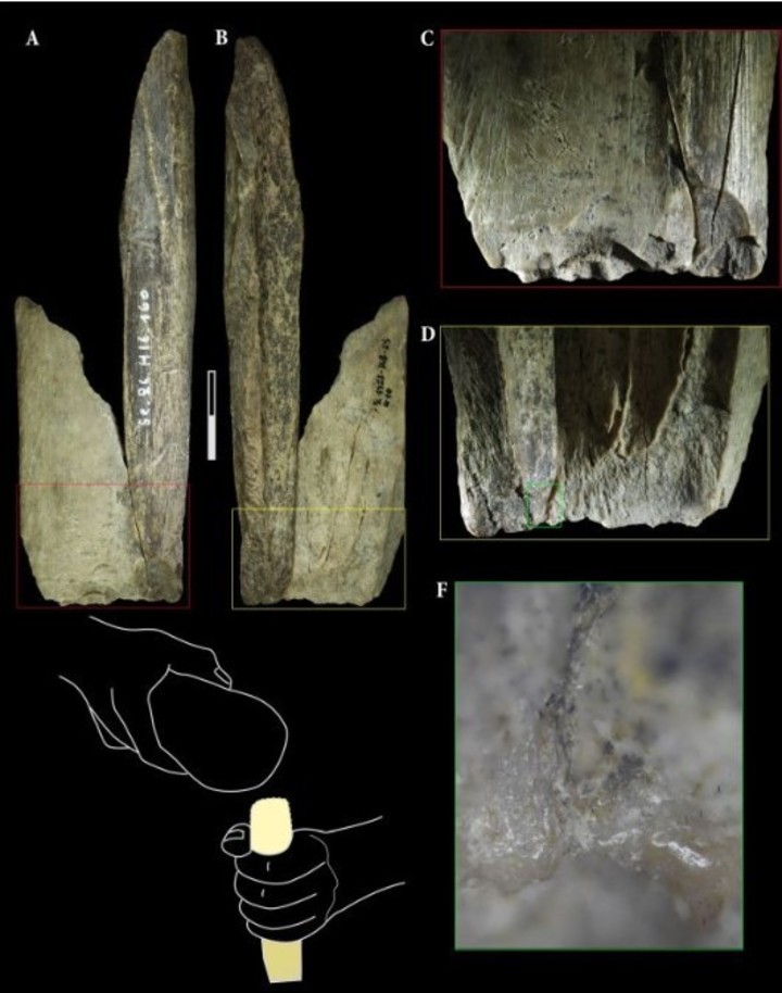 Las dos piezas de tibia reinstaladas (Abrams et al., Sci. Rep., 2025).