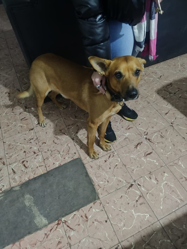 El perro de Juan Leiva que no fue abandonado por su dueño. Foto: Ramiro Gómez