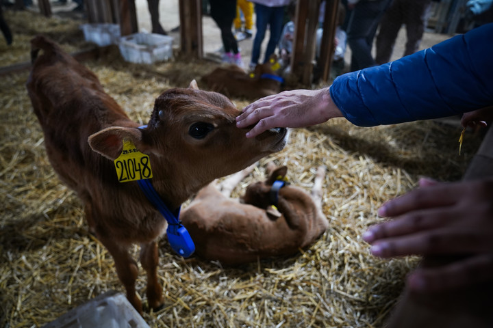 La ternura de los animales de granja cachorros en la muestra. Foto: Mariana Nedelcu.